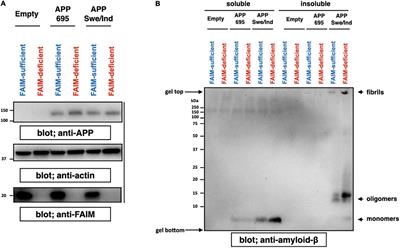 Fas Apoptosis Inhibitory Molecule Blocks and Dissolves Pathological Amyloid-β Species